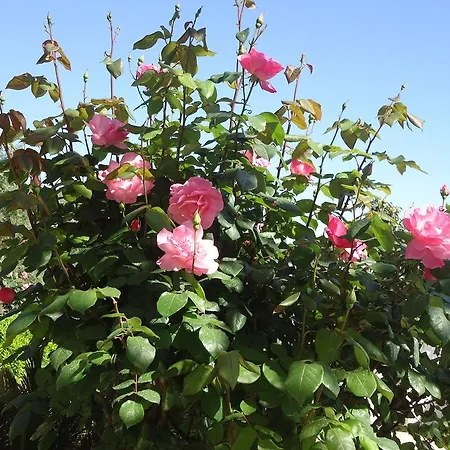 Гостевой дом Peric Дубровник