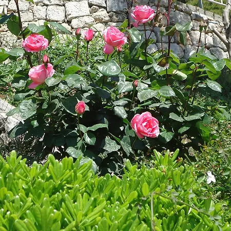 Peric Дубровник