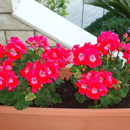 Guest house Peric 3*
