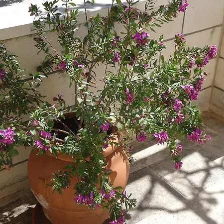 Peric 3* דוברובניק